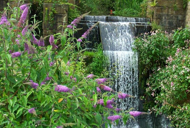 Purple Flowers by Waterfall