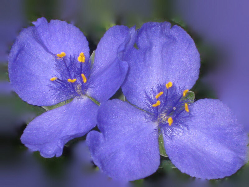 Purple Flowers Close-up — Blue