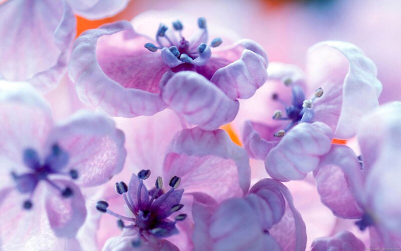 Purple Flowers Close-up — Pink