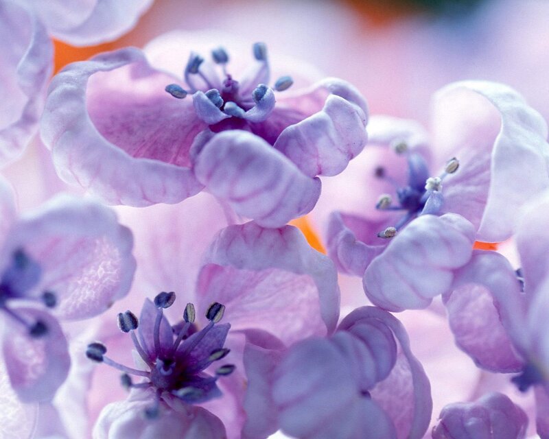 Purple Flowers Close-up — Serene, Spring