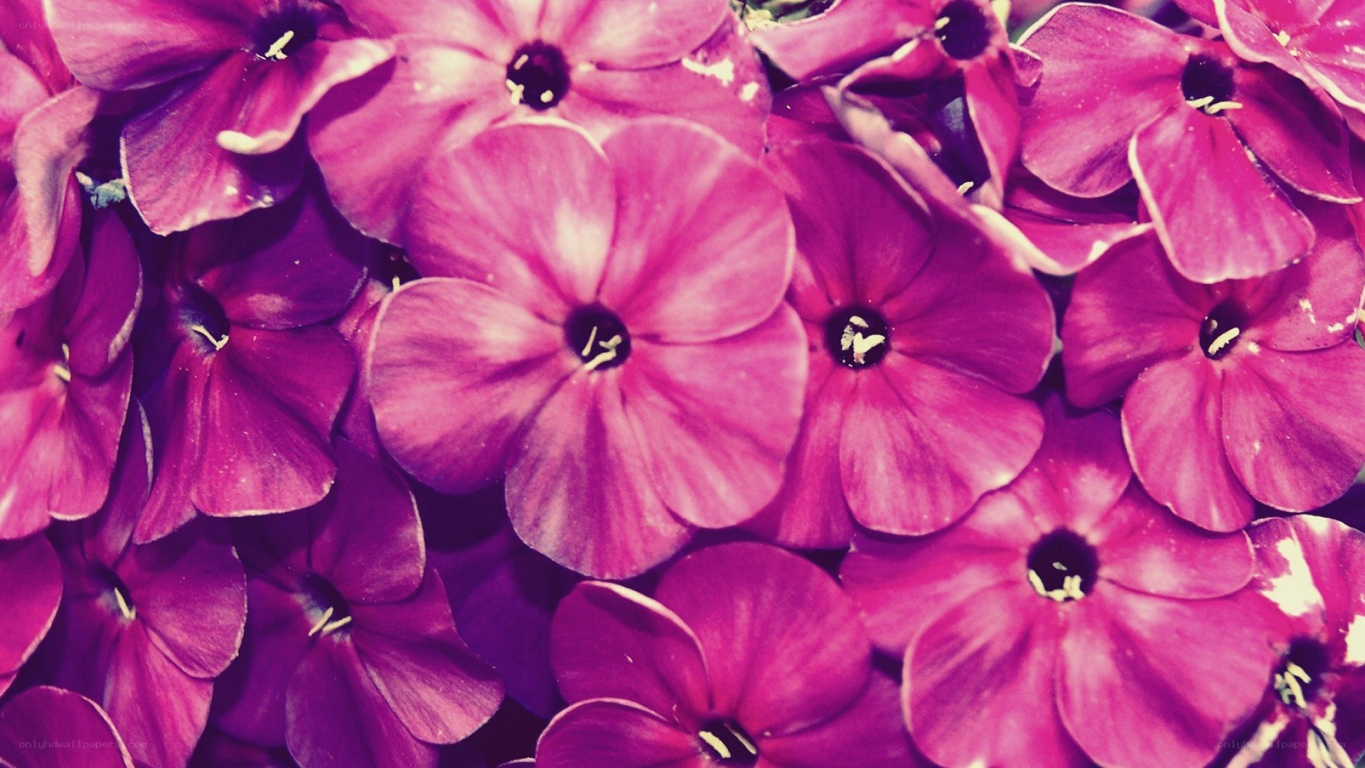 purple flowers close-up