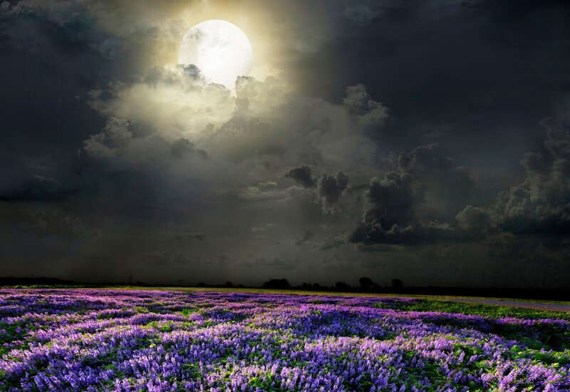 Purple Flowers Field — Dramatic, Night