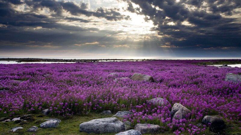 Purple Flowers Field — Dramatic, Sunrise