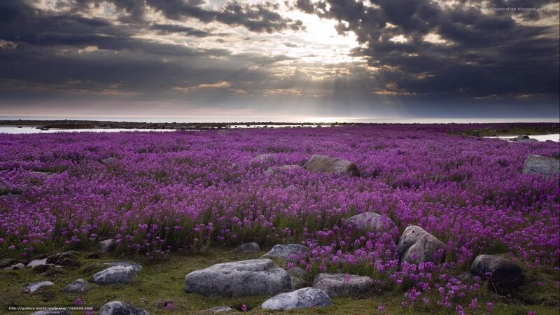 Purple Flowers Field — Dramatic, Sunset, Photograph, Rocks