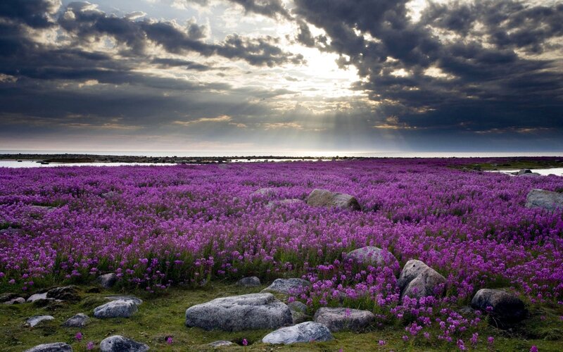 Purple Flowers Field — Dramatic, Sunset
