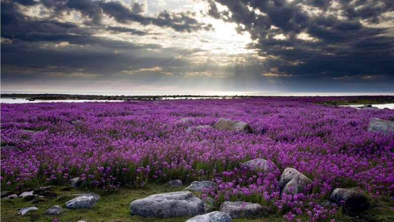 Purple Flowers Field — Dramatic