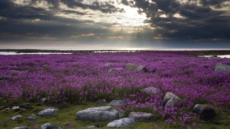 Purple Flowers Field