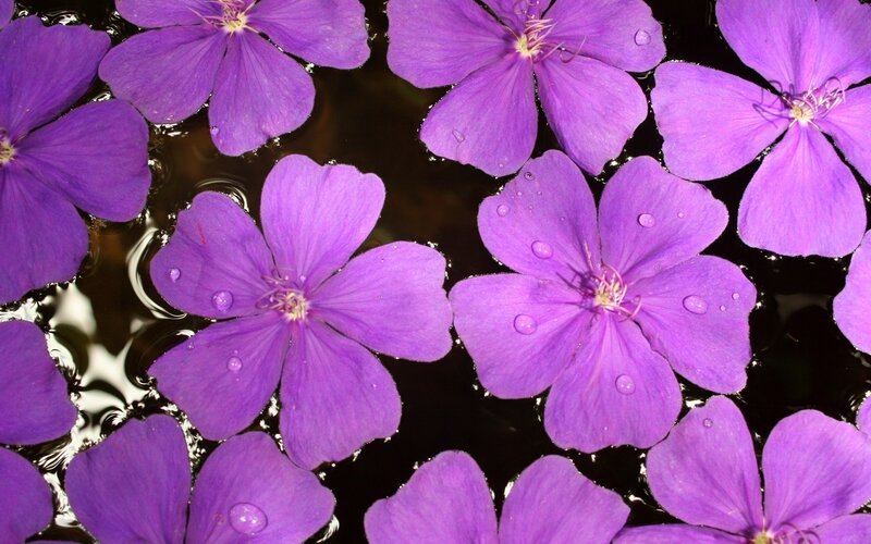 purple flowers floating on water