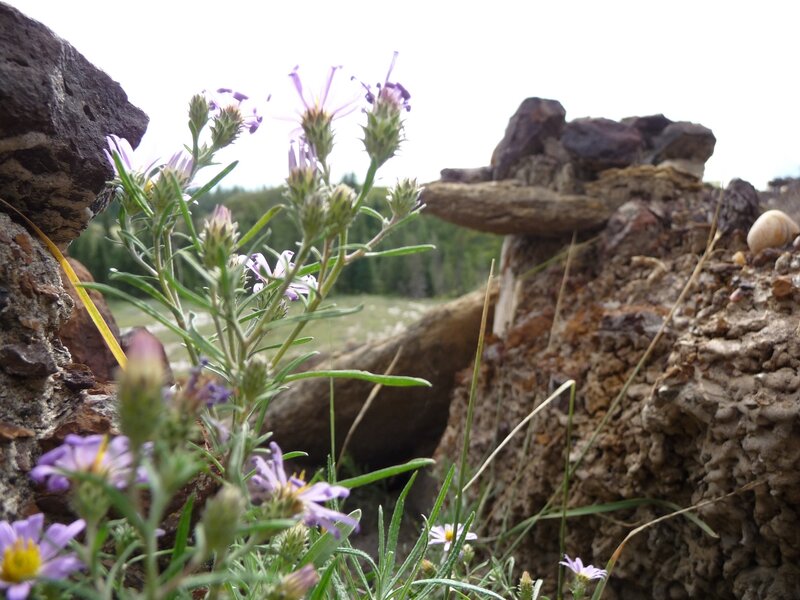Purple flowers growing between rocks