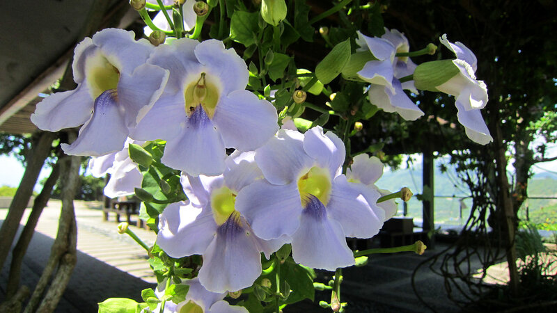 Purple Flowers Hanging
