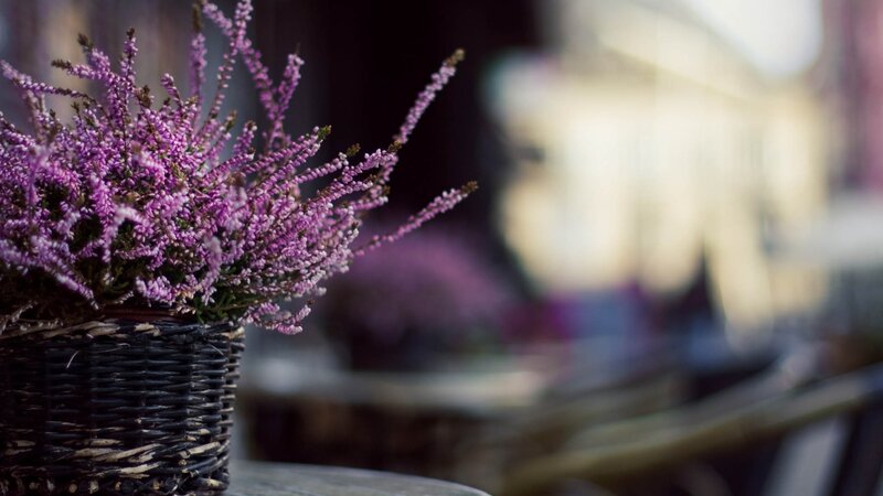 Purple flowers in a basket