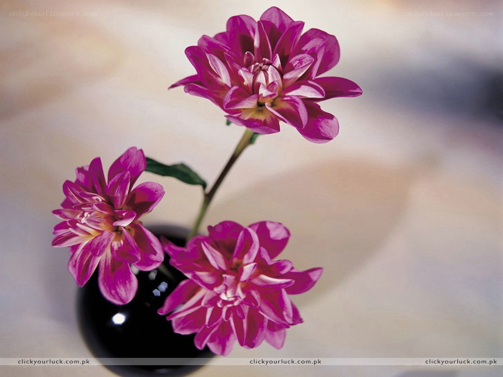 Purple flowers in a black vase