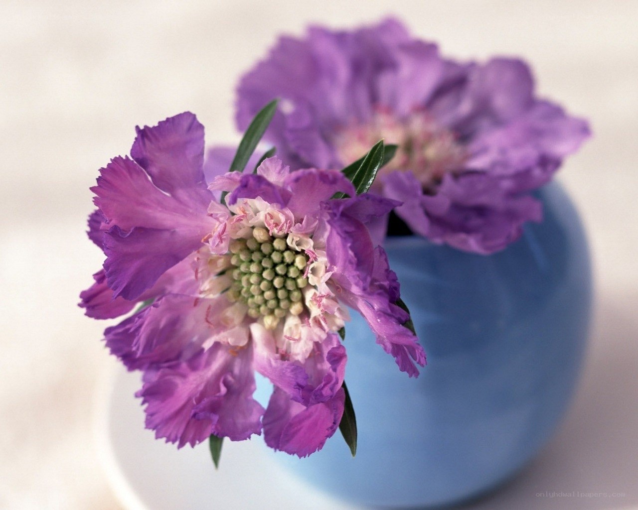 Purple flowers in a blue vase