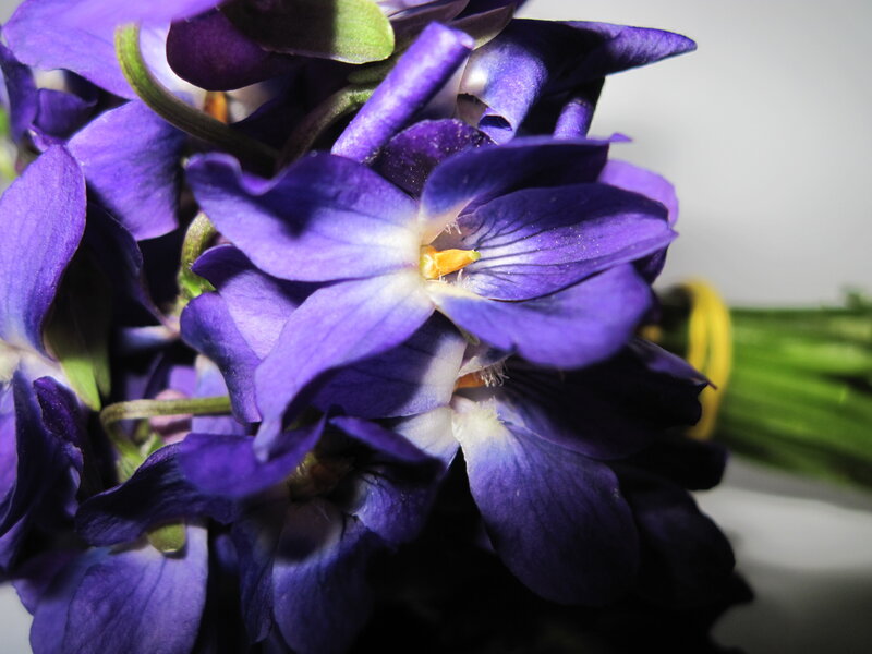 Purple Flowers in a Bouquet — Calm