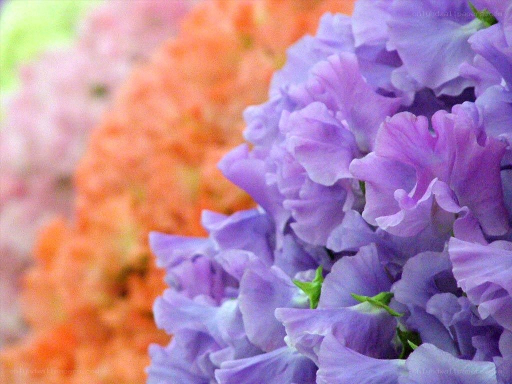 purple flowers in a bouquet