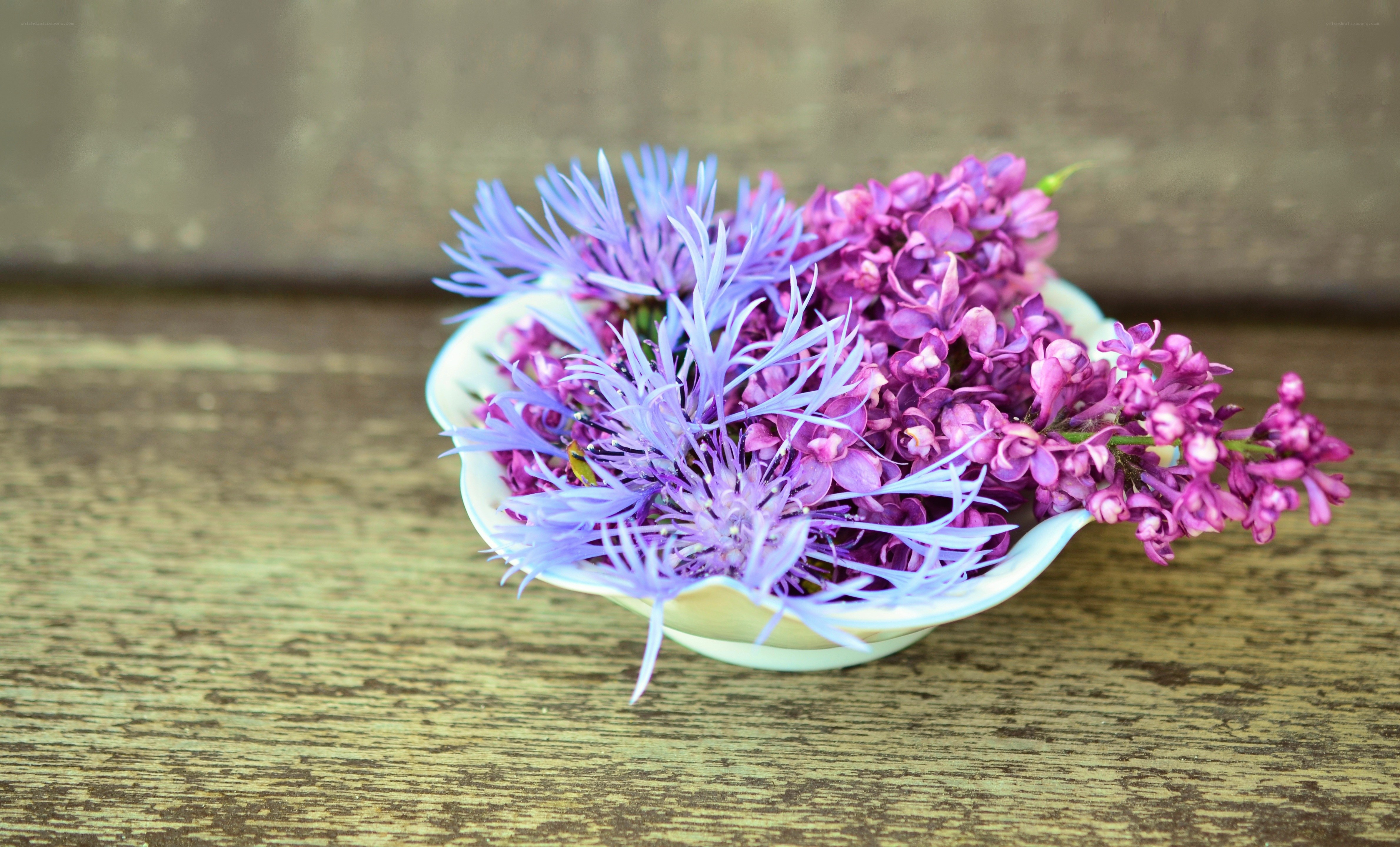Purple flowers in a bowl