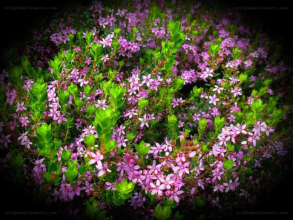 purple flowers in a bush