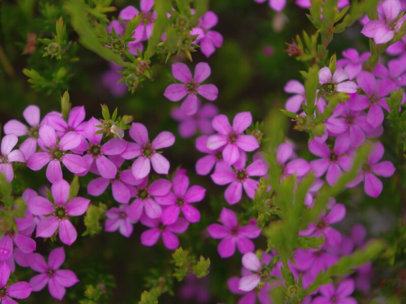 purple flowers in a bush