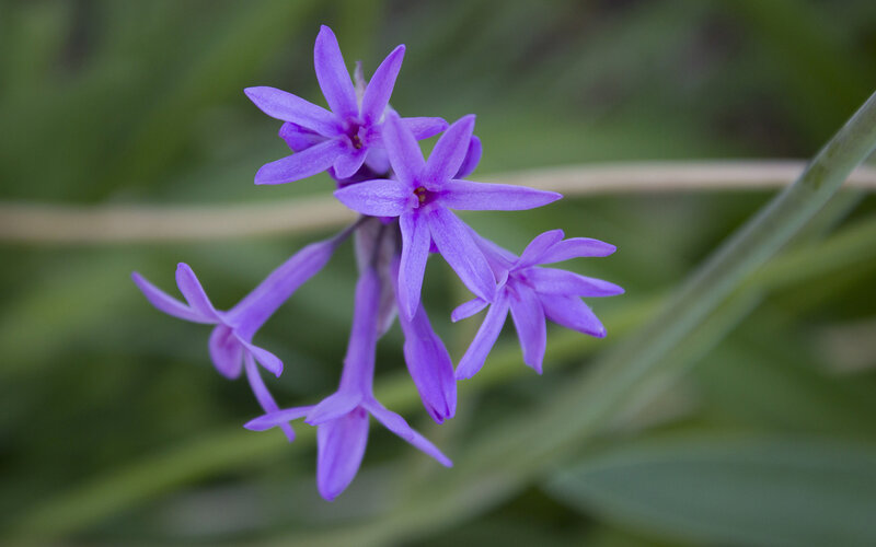 purple flowers in a cluster