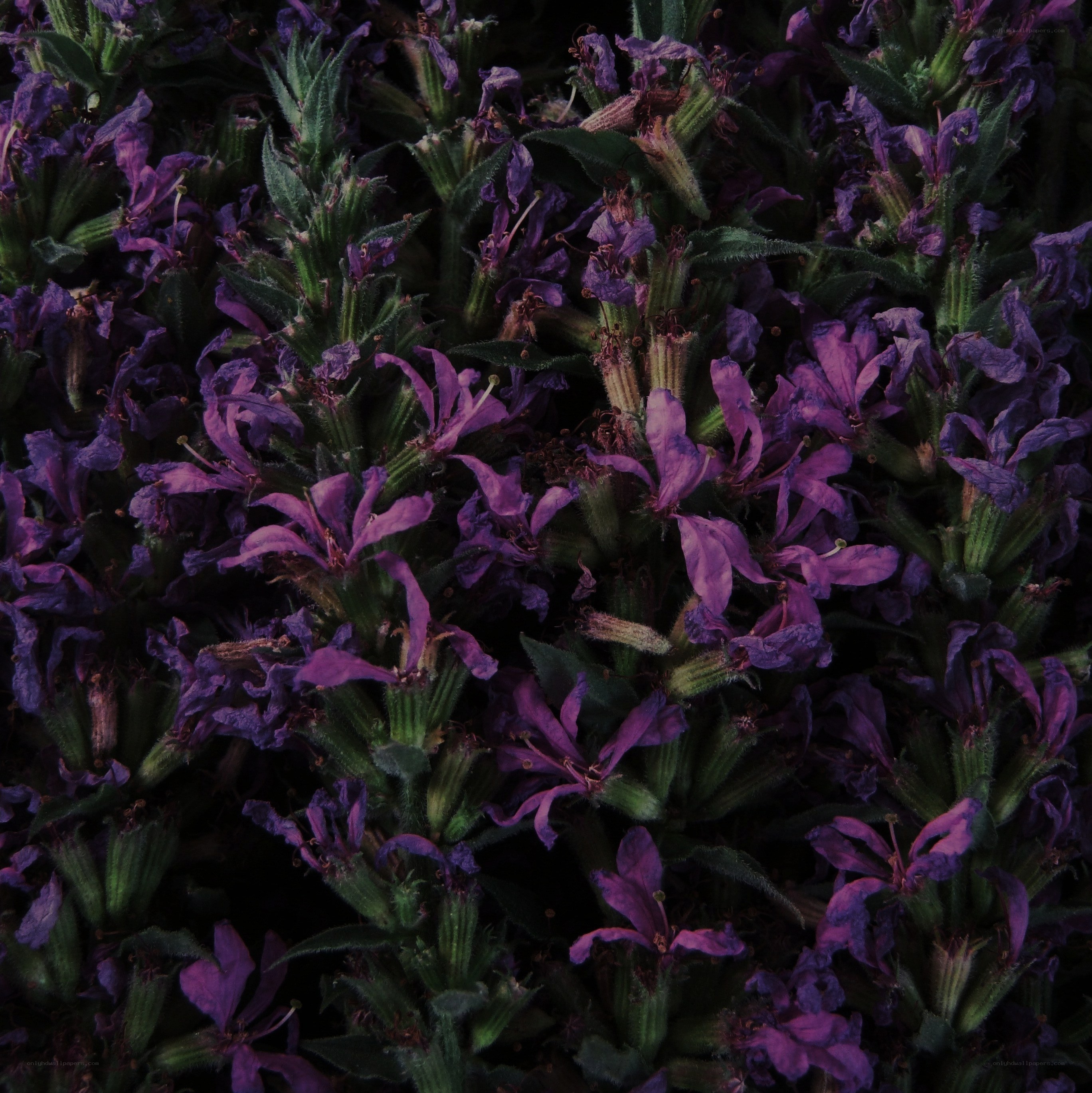 purple flowers in a cluster