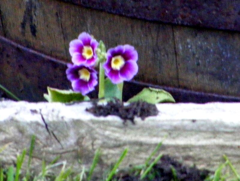 Purple flowers in a crack