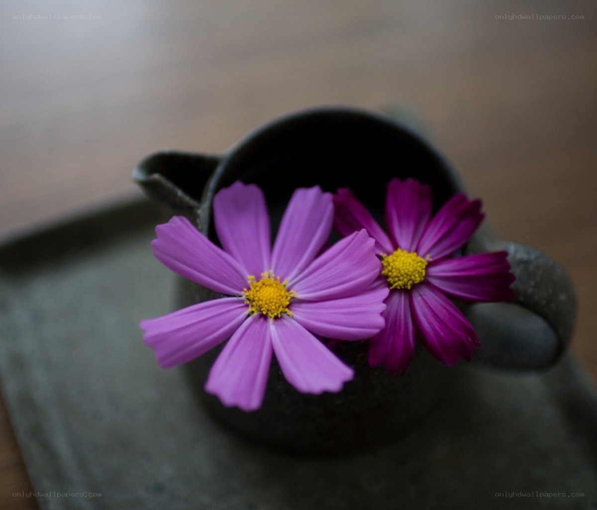 Purple flowers in a dark cup