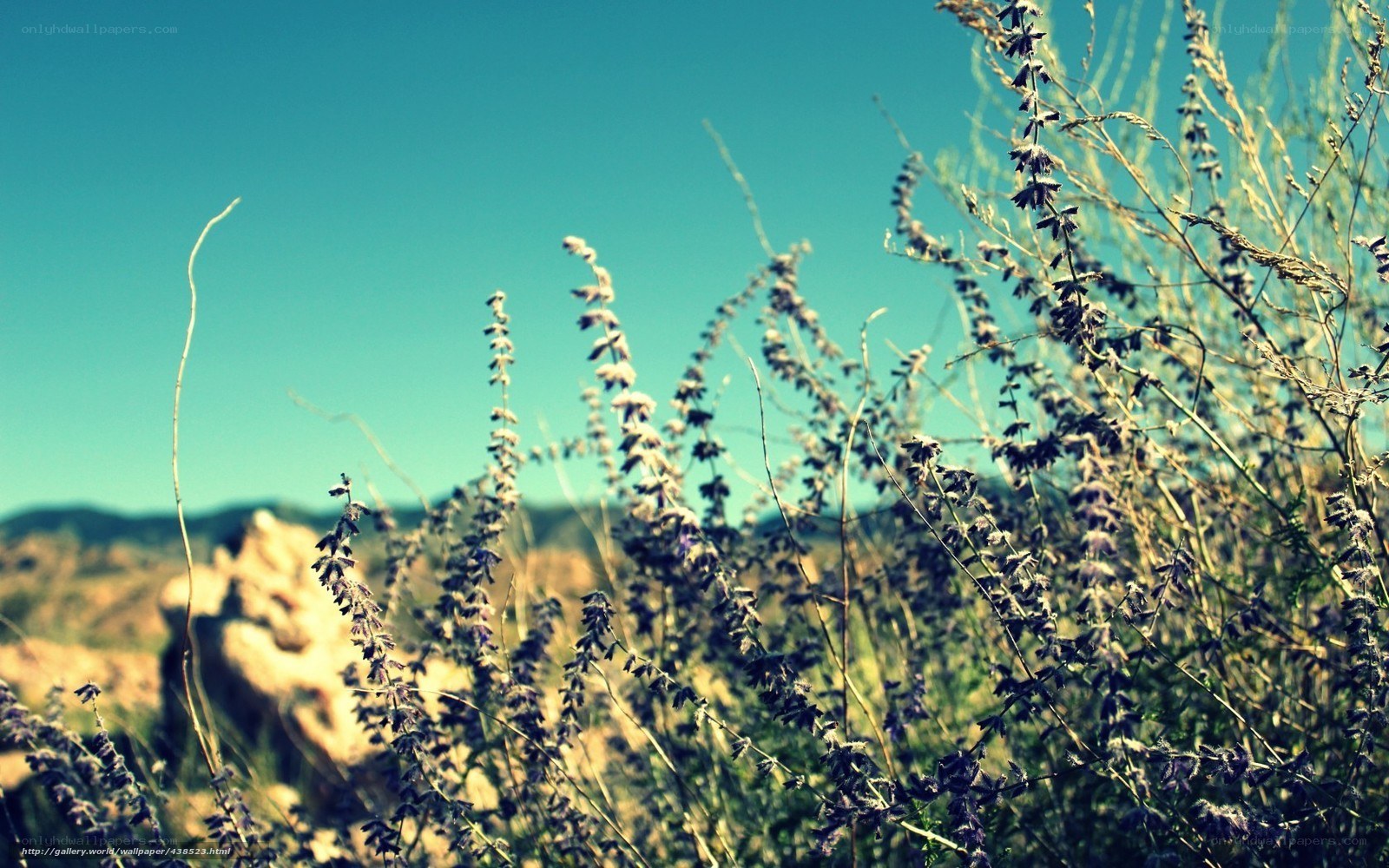 Purple flowers in a desert landscape