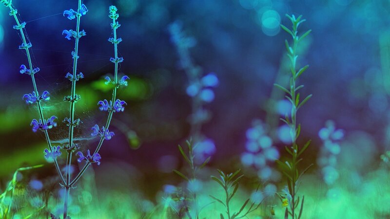 purple flowers in a dreamy field