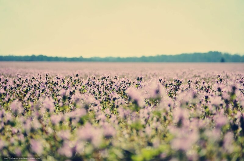 purple flowers in a field