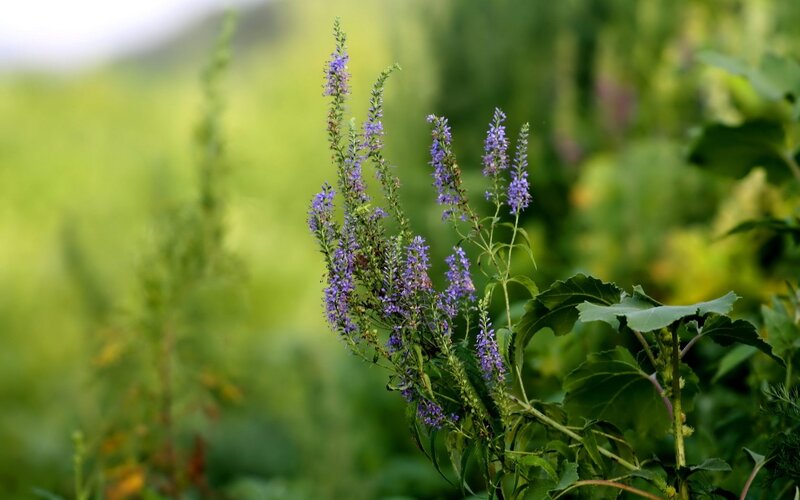 purple flowers in a field