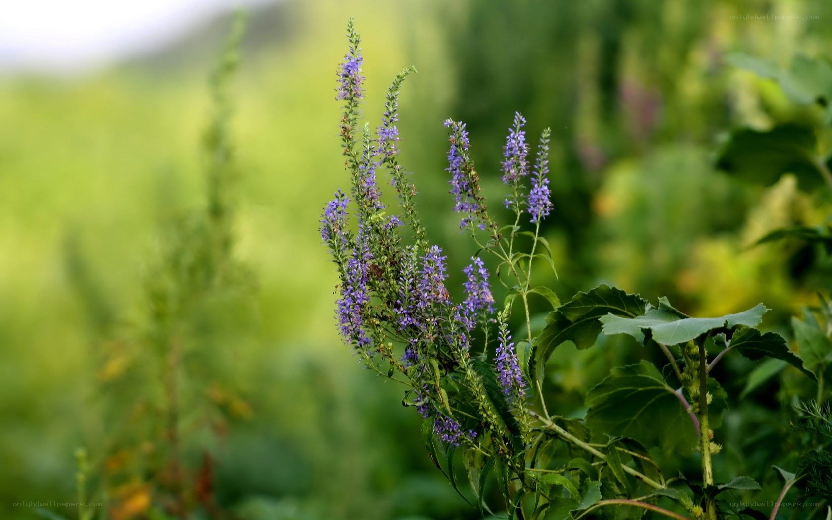 purple flowers in a field