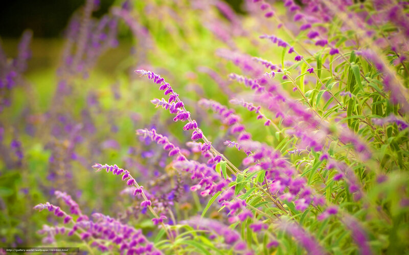 Purple flowers in a field