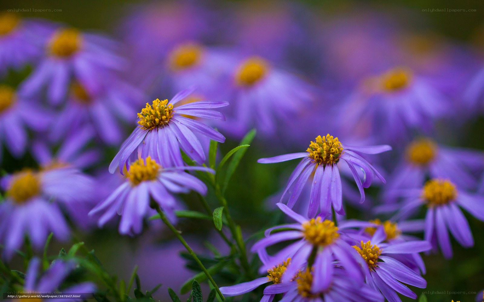 Purple flowers in a field