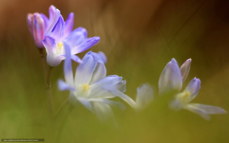 Purple flowers in a field