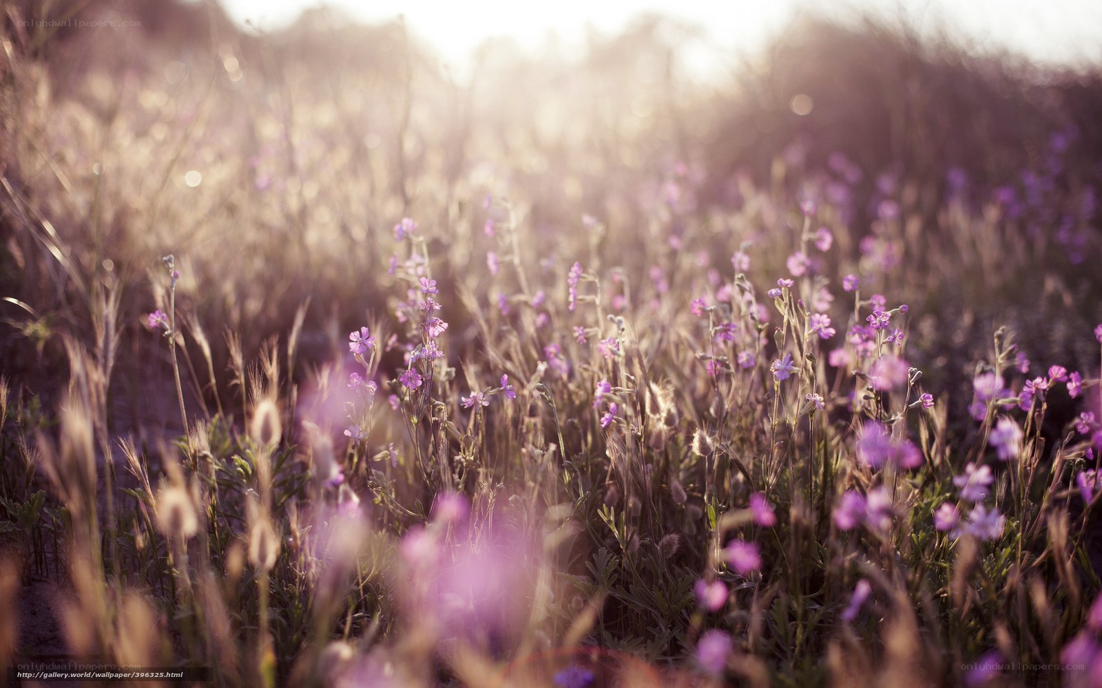 Purple flowers in a field