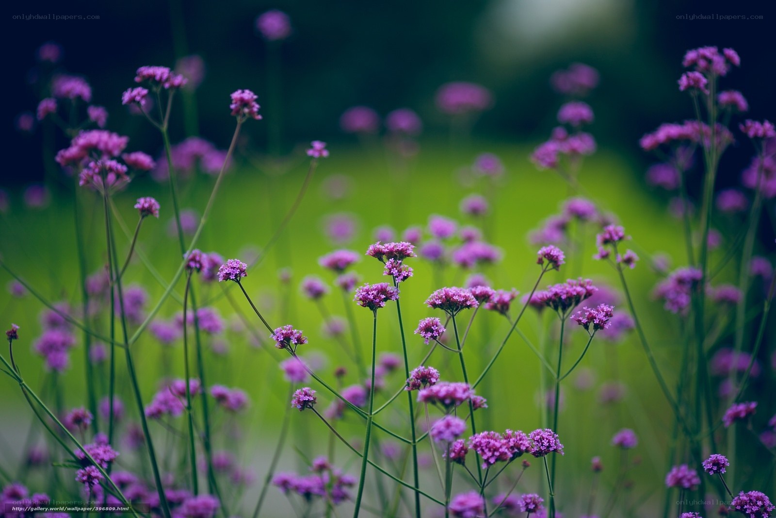 Purple flowers in a field