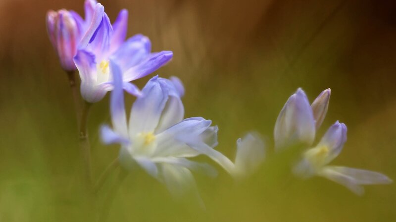 Purple flowers in a field