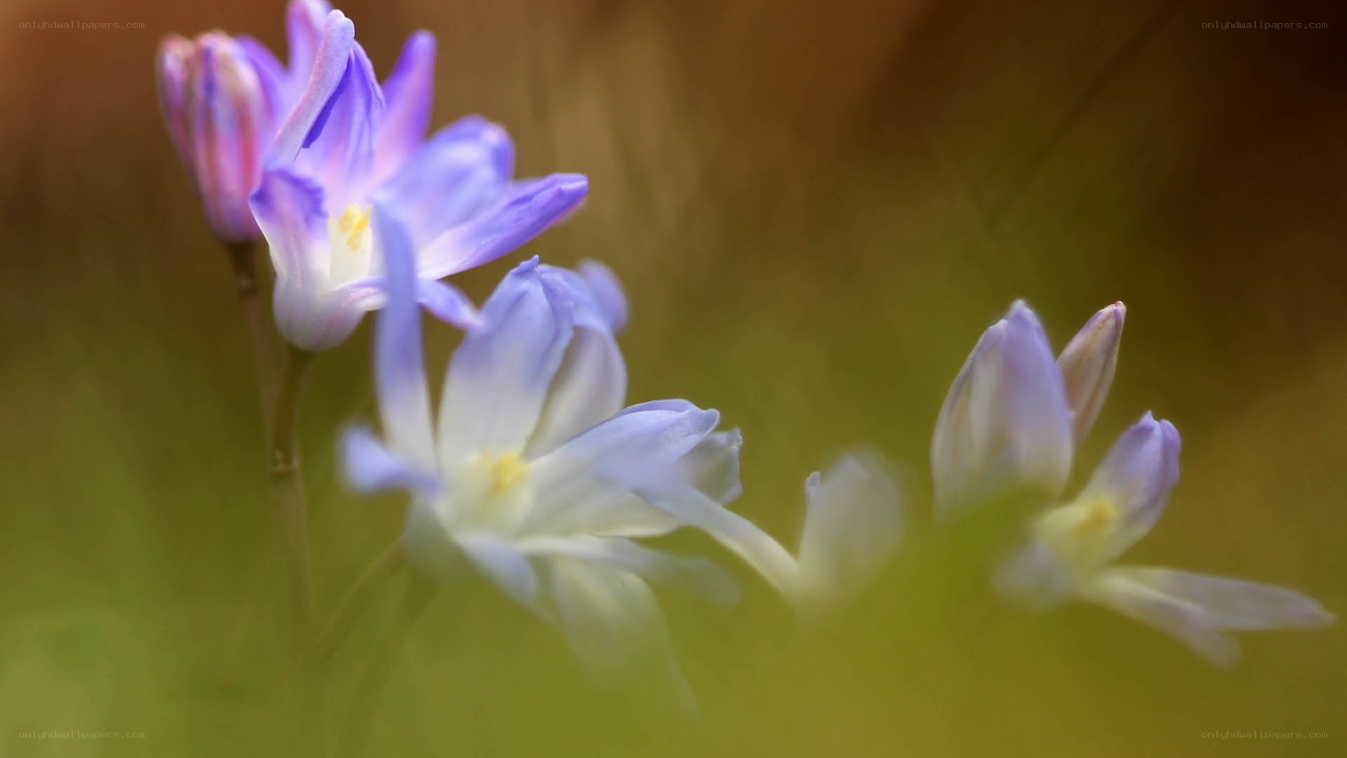 Purple flowers in a field