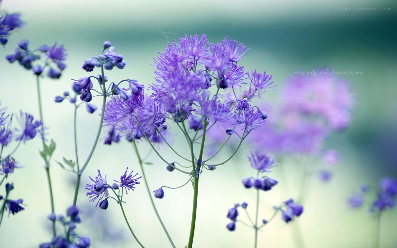 purple flowers in a field