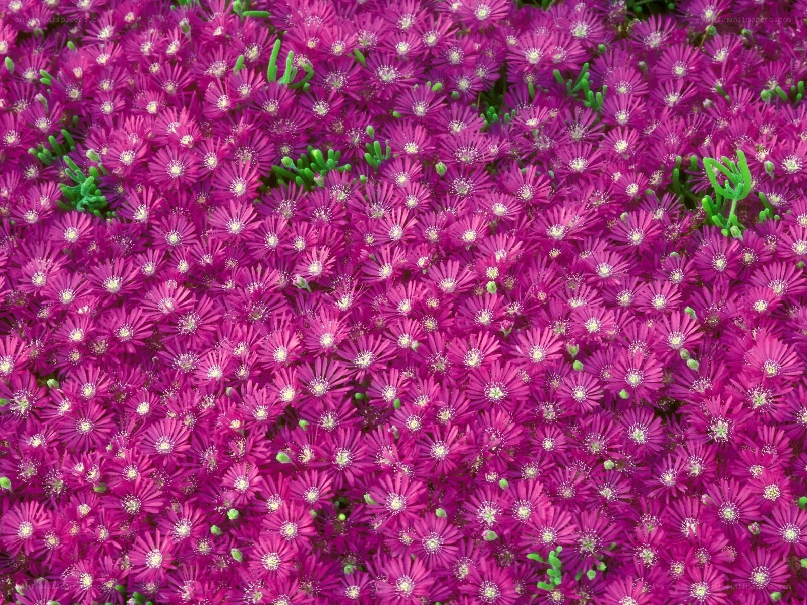 purple flowers in a field
