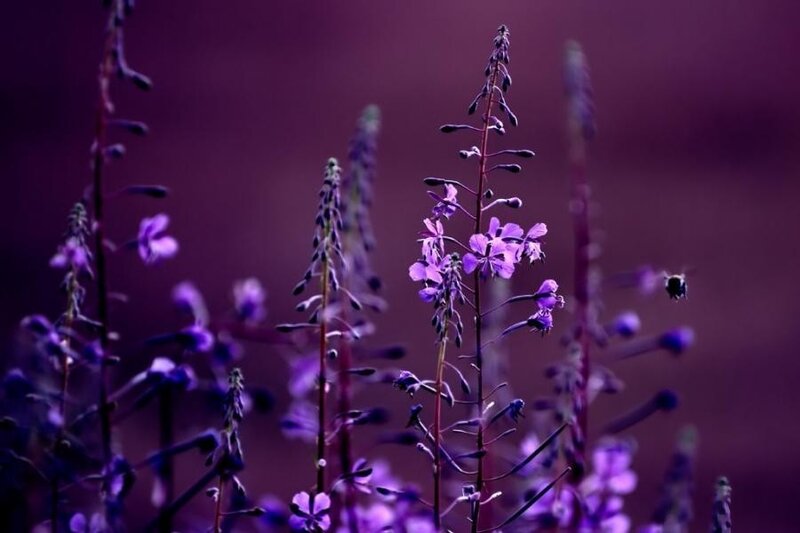 purple flowers in a field