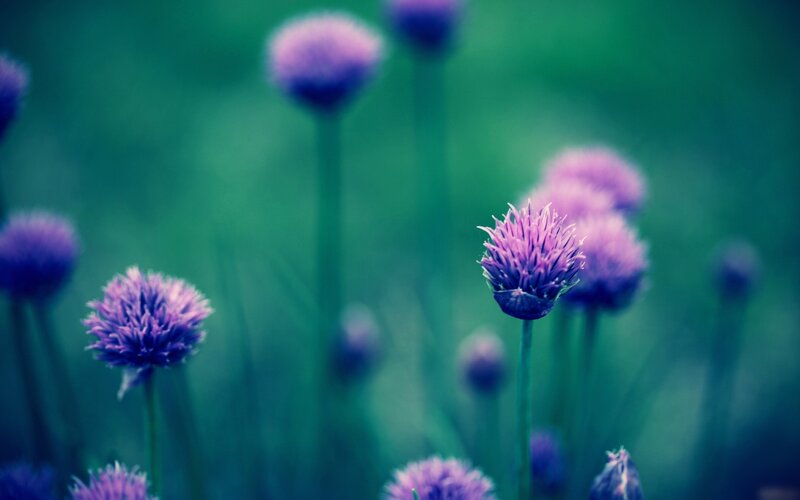 Purple flowers in a field
