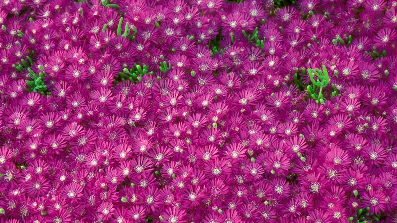 purple flowers in a field