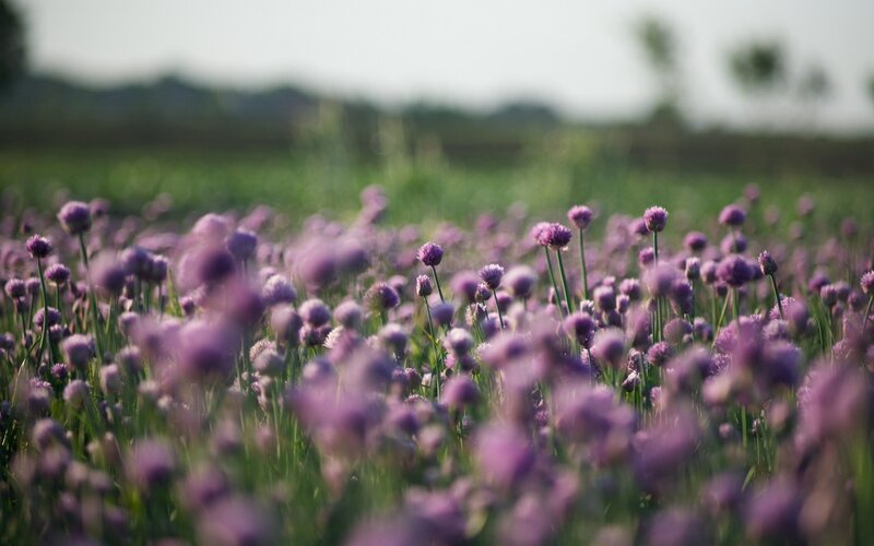 purple flowers in a field
