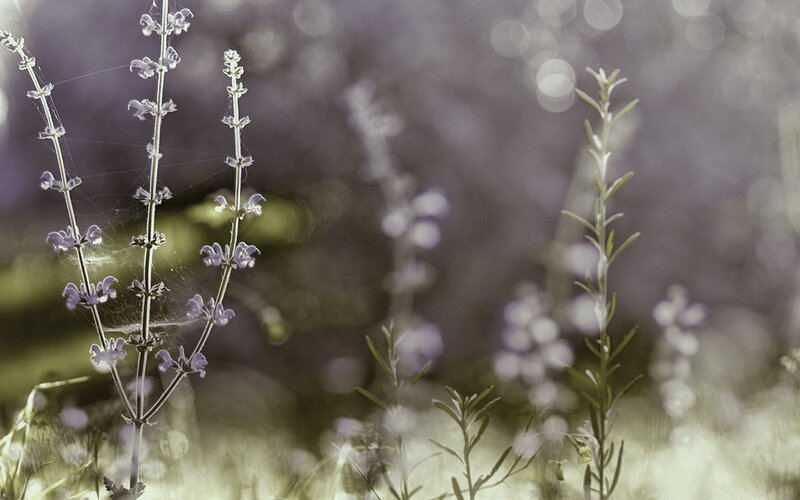 Purple flowers in a field