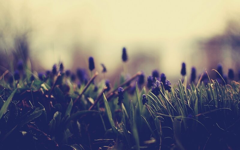 purple flowers in a field