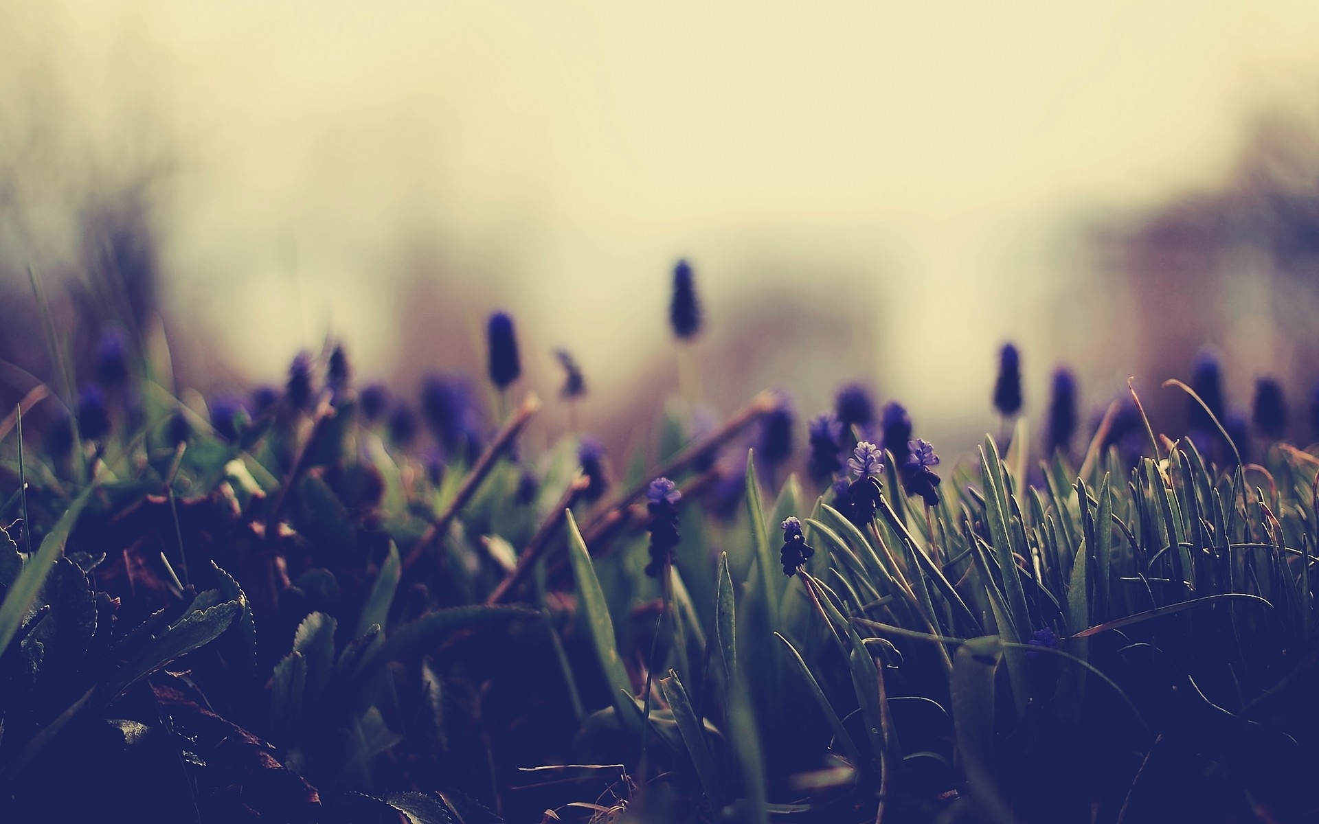 purple flowers in a field