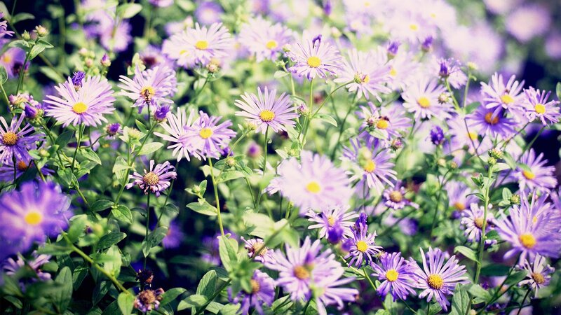 purple flowers in a field