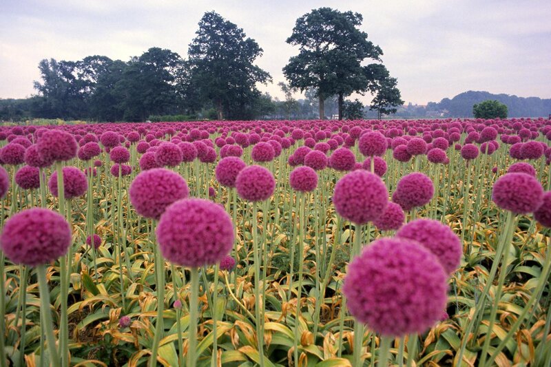 Purple flowers in a field