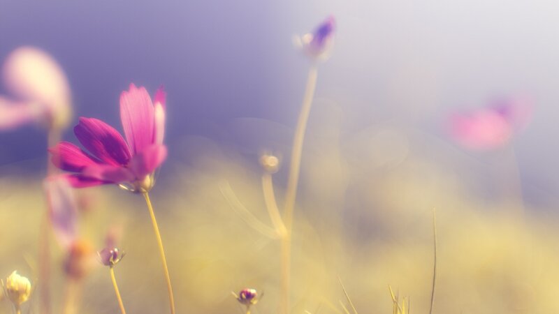 purple flowers in a field